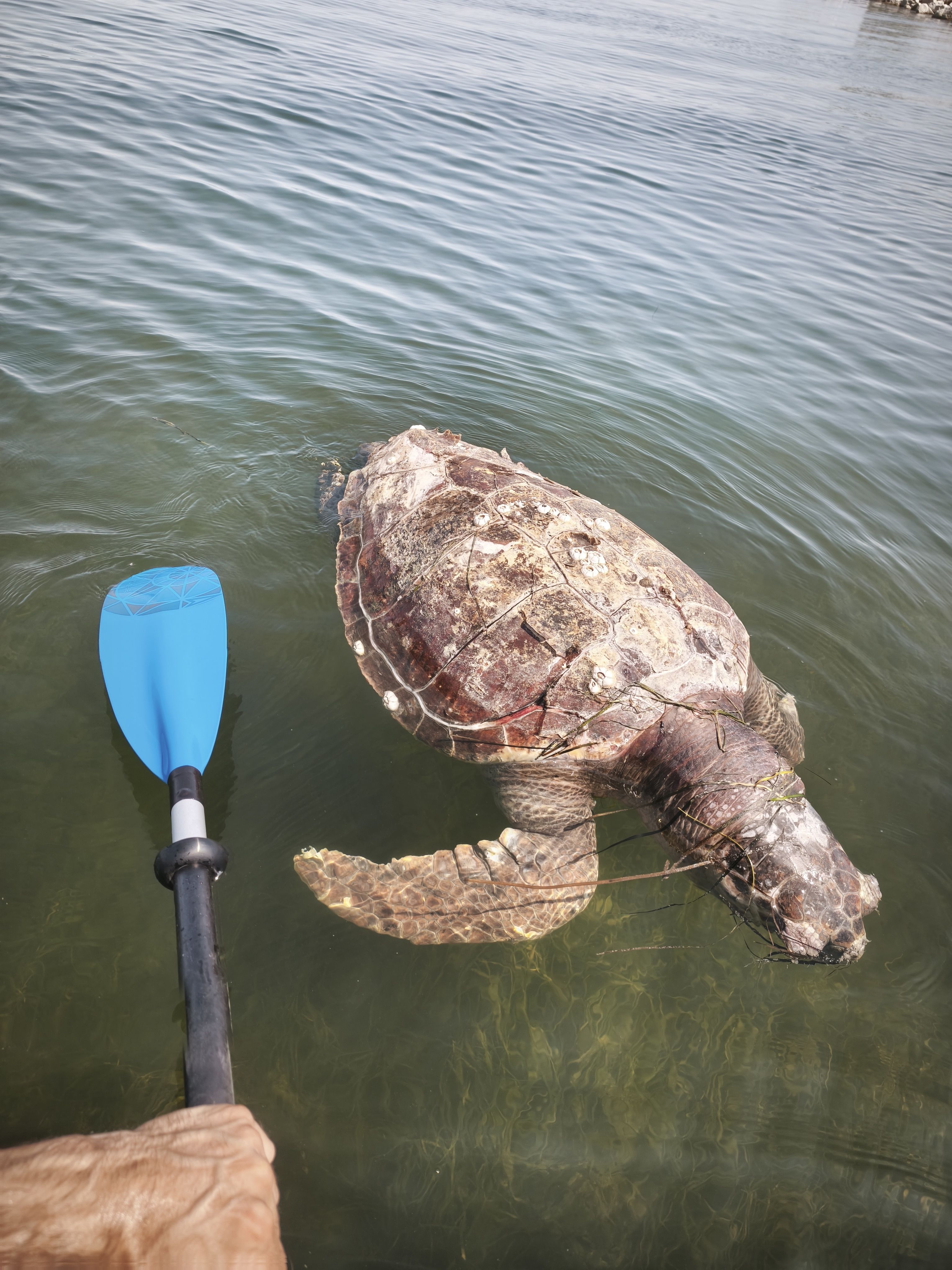 Caretta caretta