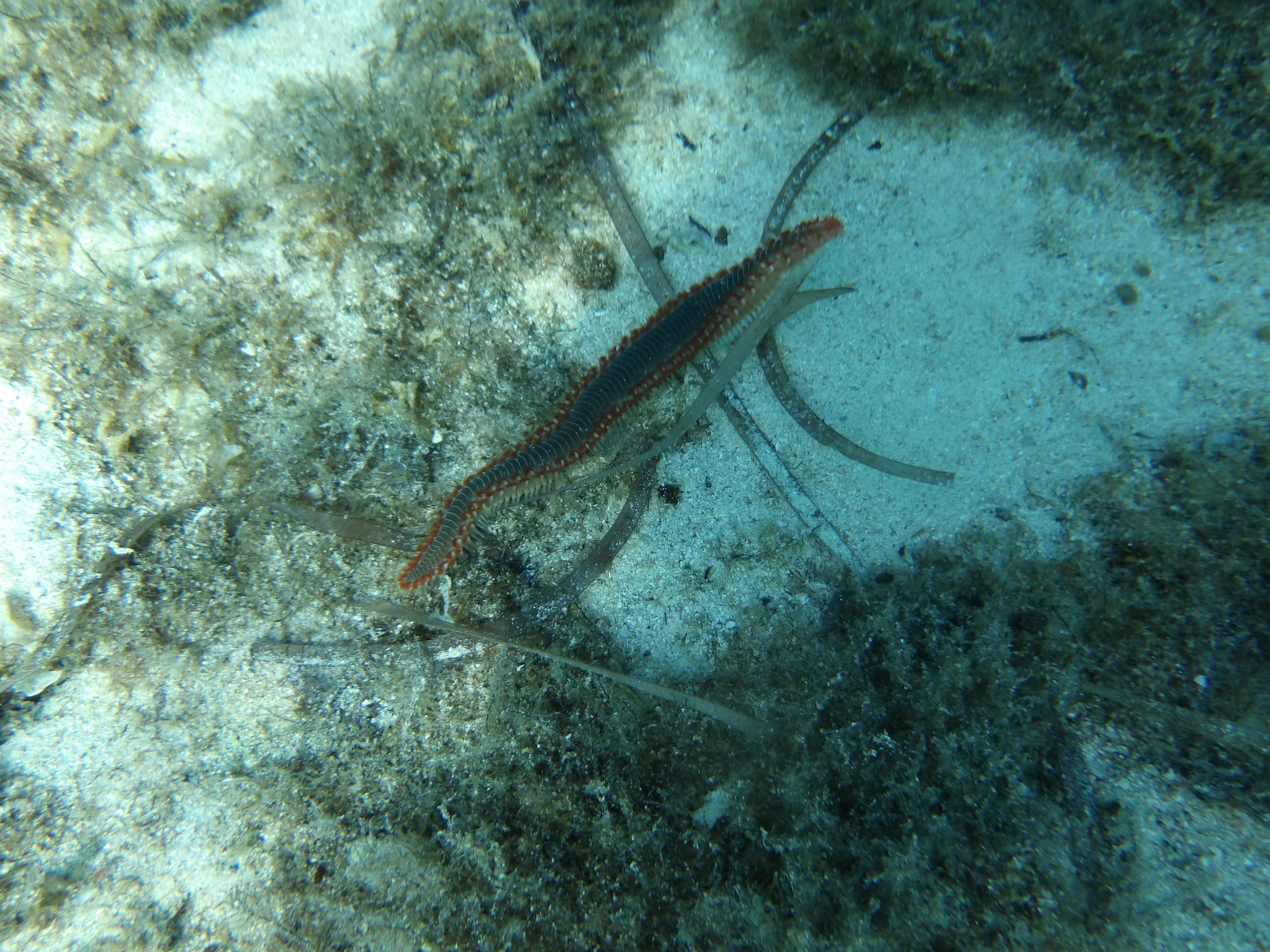 Hermodice carunculata