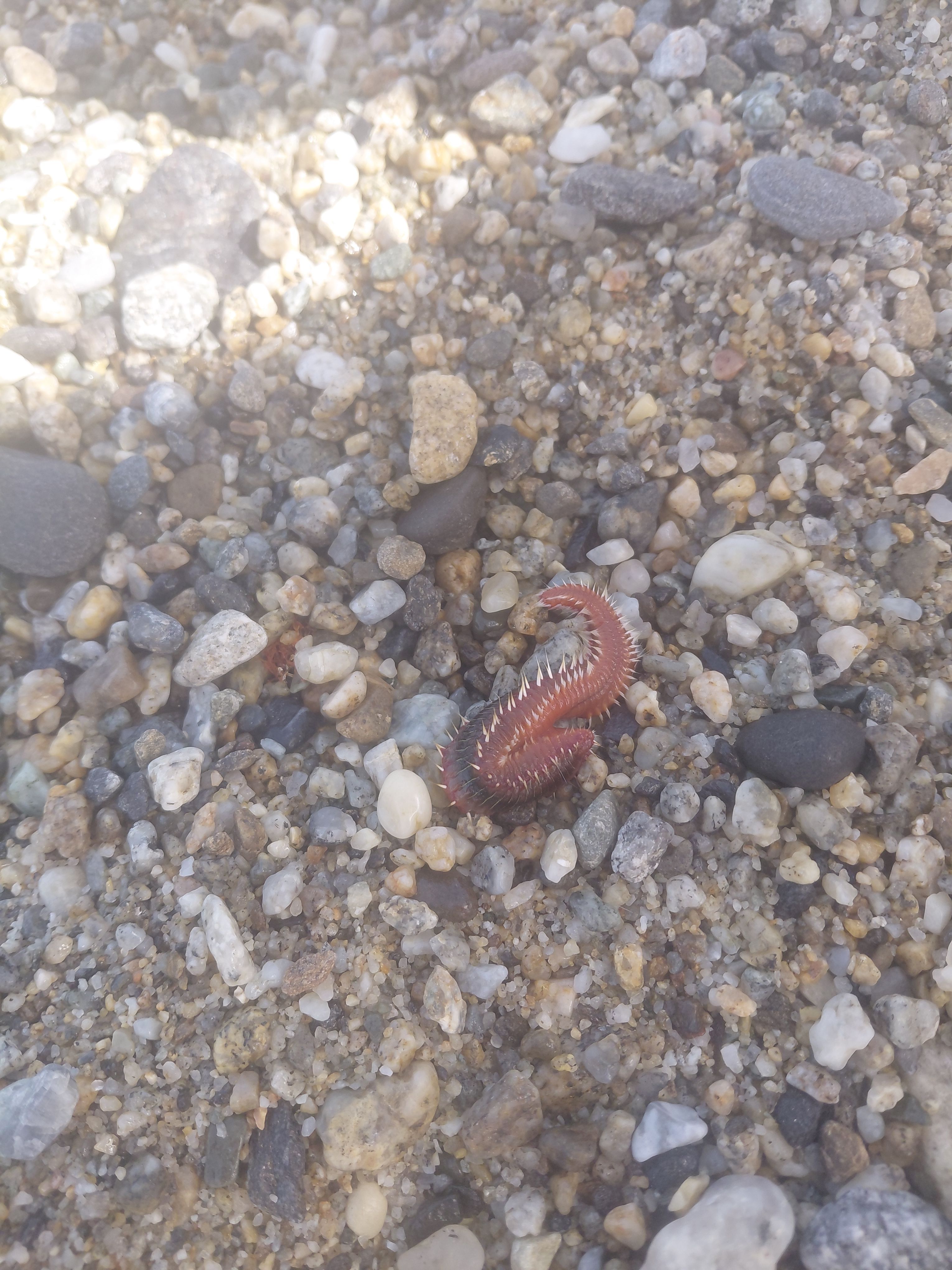 Hermodice carunculata